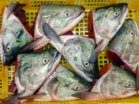 Frozen Sockeye Salmon Heads