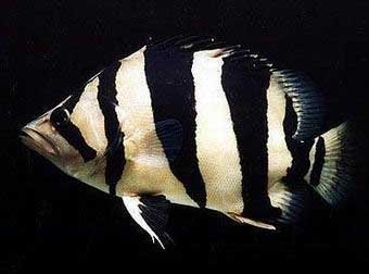  Tropical   fish 