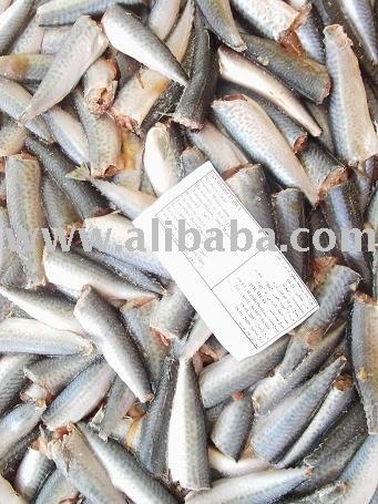 Mackerel