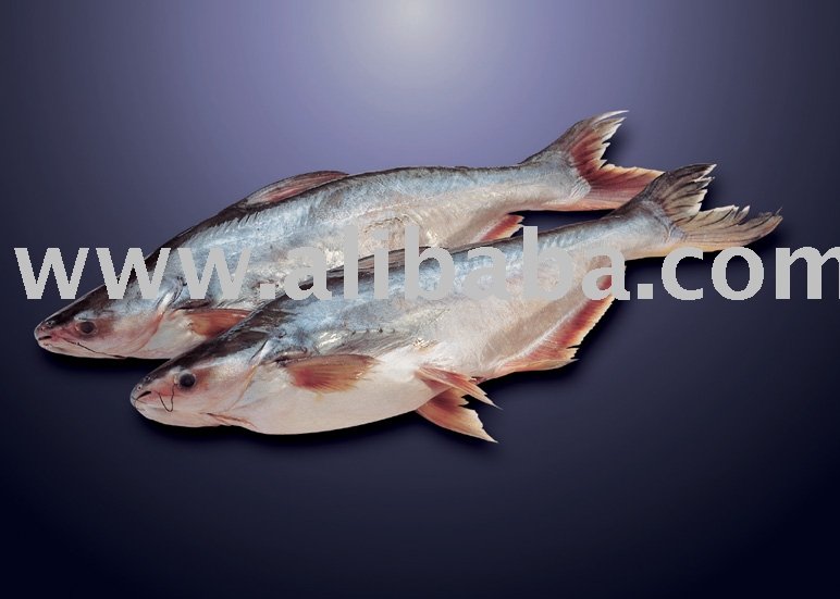 Pangush    Fillet  , Catfish 