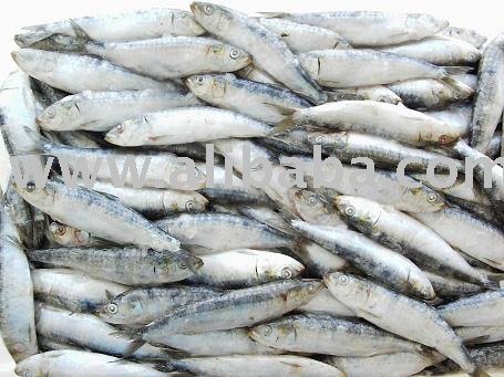 Sardines