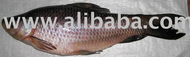 Rohu  Fish 