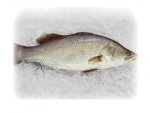 BARRAMUNDI W/R (LATES CALCARIFER)