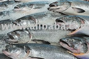 Frozen Chum And Sockeye Salmon