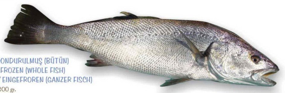 meagre fish