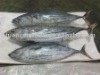 Sea and land Skipjack