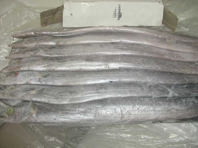 sole  fish / ribbon   fish 