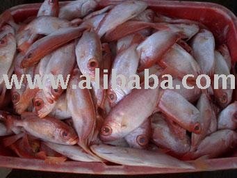 FROZEN PURPLE SPOTTED BIGEYE