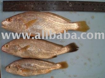 FROZEN SILVER/YELLOW CROAKER