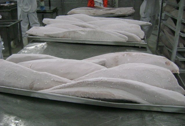  Sea   frozen   Tuna 
