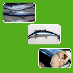 Chill  Fish 