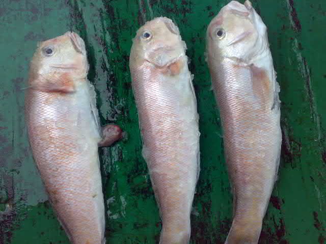 HORSE HEAD  FISH 