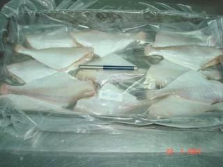 Leather Jacket Fish