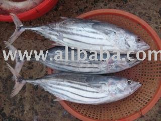  skipjack  tuna, threafin bream, Mahi and all kind of  frozen   fish 