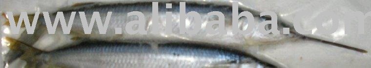 BALLYHOO / HALFBEAK
