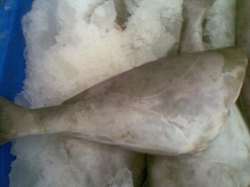 Leather Jacket seafood
