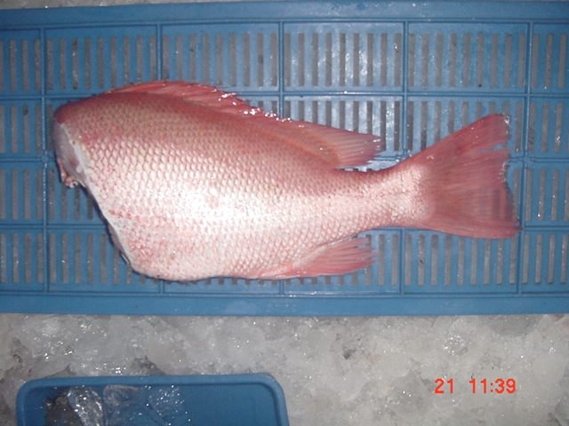 Red Snapper fish