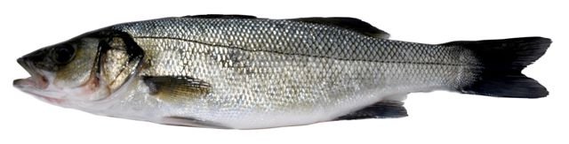 European Sea Bass