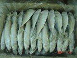 Frozen Indian Mackerel