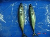 Chub Mackerel