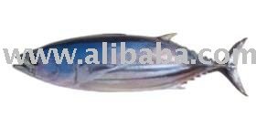 Skipjack Tuna (Katsuwonus pelamis)