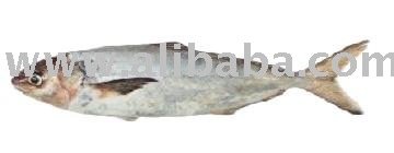Silver Warehou (Seriolella punctata)