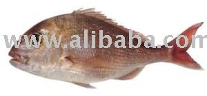 Snapper (Pagrus Auratus)