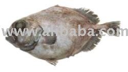 Smooth Oreo Dory (Pseudocyttus maculates)