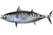 Tuna fish