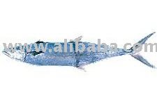 Spanish Mackerel fish