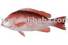  Snapper   fish 