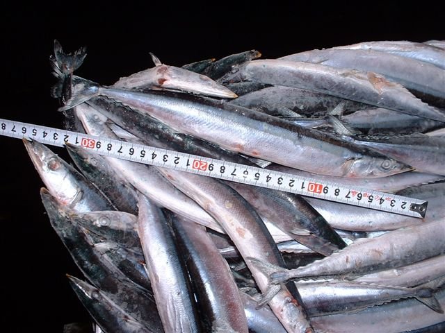 Pacific saury