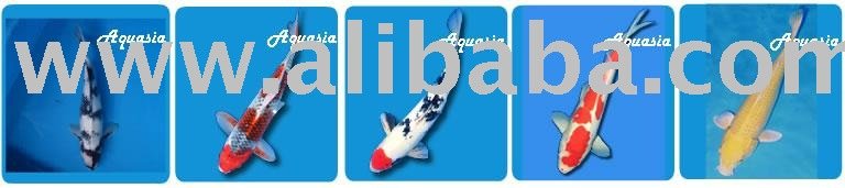 Koi Carps-Yamabuki Ogon