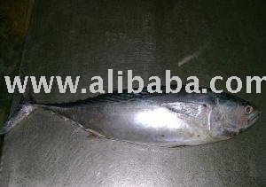 Skipjack Tuna