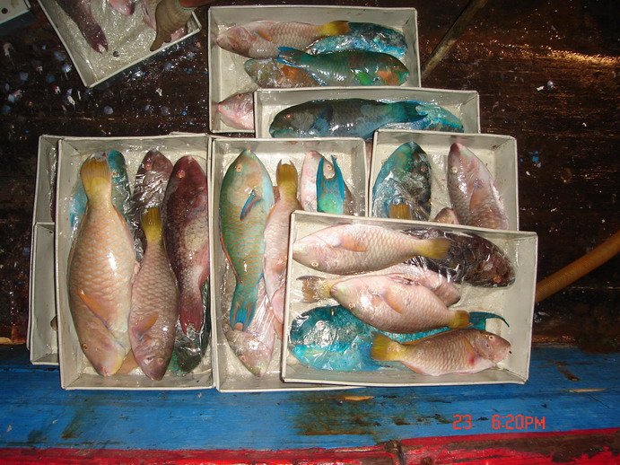  Parrot  Fish
