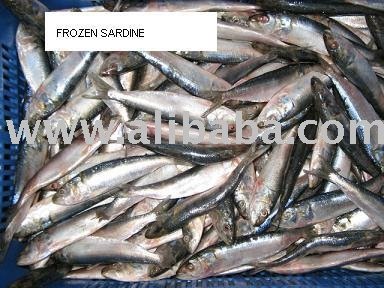 Sardines