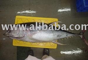 Yellowfin Tuna