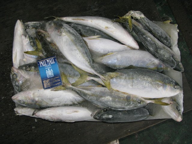 Yellow-tail