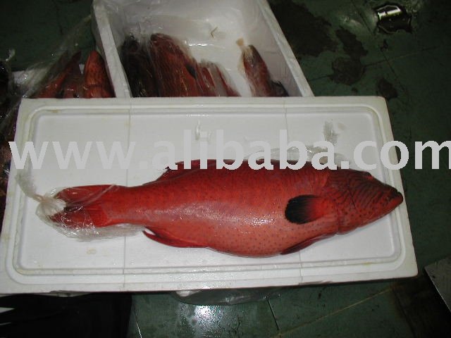 grouper fish picture