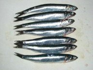 Japanese anchovy
