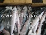 Japanese Mackerel