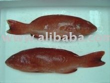 Fresh Grouper