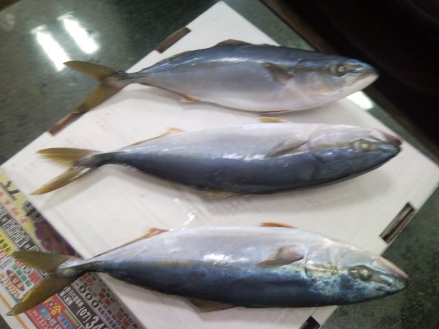 Yellowtail SCad
