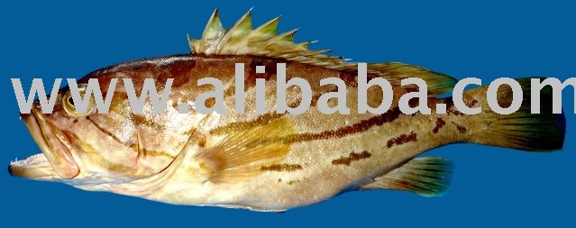 Grouper
