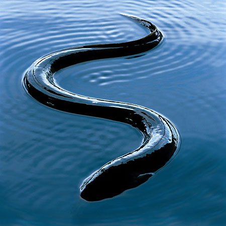 Eel Fish