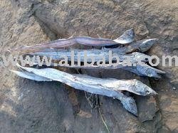 Dried Ribbon Fish