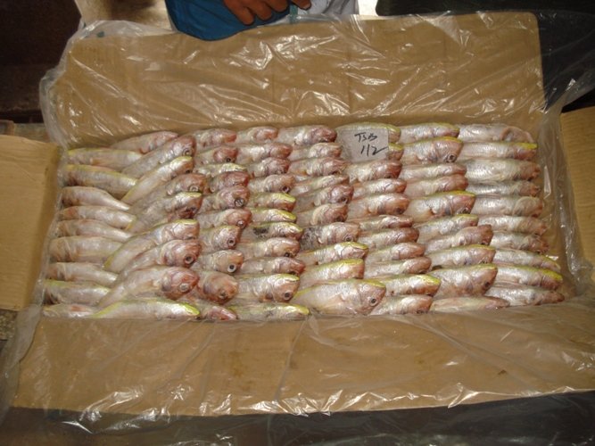 Threadfin   bream 
