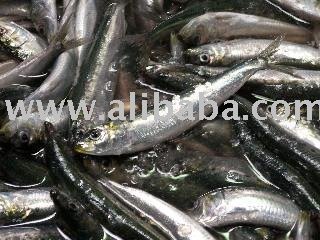Pacific Sardines