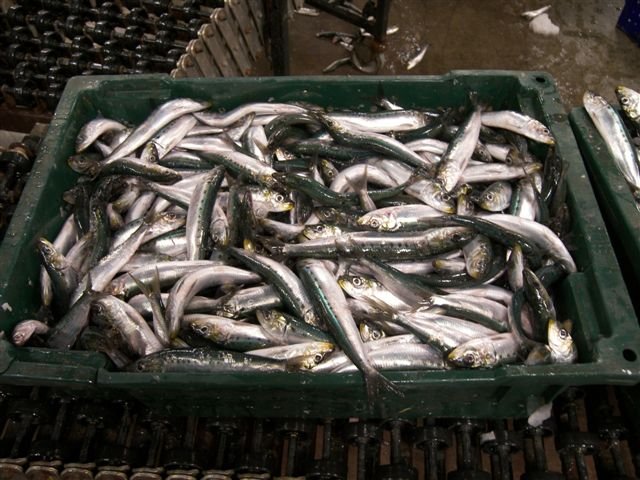 Frozen Sardines (Sardinops Sagax)