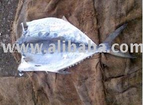  Dried   Salted  Tuna  Fish 